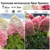 Гортензия метельчатая (Hydrangea paniculata) Пинк Промизе  С3 СП/25