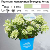 Гортензия метельчатая "Блумулус Кумра" на фото
