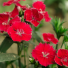Гвоздика (Dianthus) Тура С2 РЛф/25
