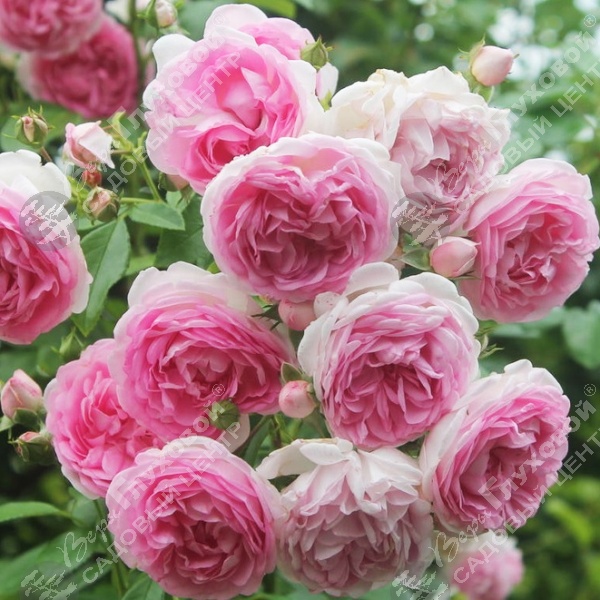 Роза плетистая "Jasmina" на фото