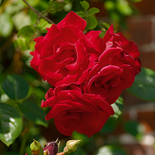 Основное изображение товара