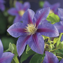 Основное изображение товара