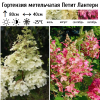 Гортензия метельчатая (Hydrangea paniculata) Петит Лантерн Р9 СП/26