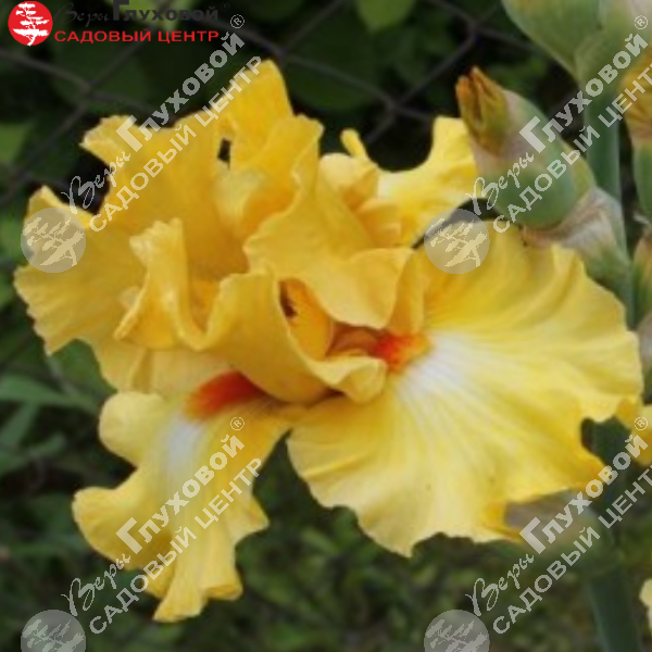 Ирис бородатый  высокий Miami Beach на фото