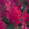 Астильба Арендса (Astilbe arendsii) Паул Гардер С2 РАх/25