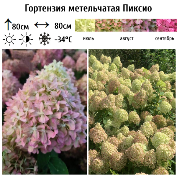 Основное изображение товара