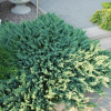 Можжевельник горизонтальный (Juniperus horisontalis) Блю Чип  С2 ПА/26