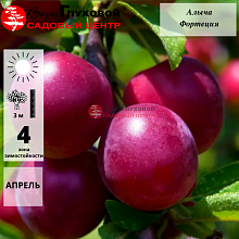 Основное изображение товара