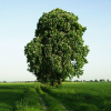 Каштан конский обыкновенный (Aesculus hippocastanum) 175-200 С20 НР/24