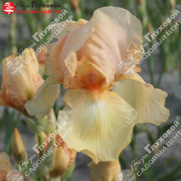 Ирис германский "Реал Делайт" на фото