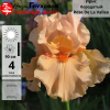 Ирис бородатый  высокий Rose De La Vallee на фото