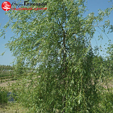 Основное изображение товара