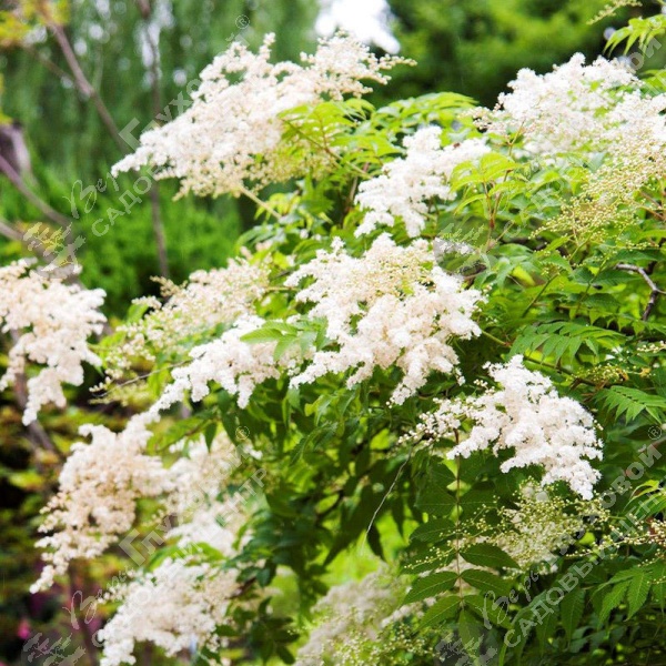 Рябинник рябинолистный на фото