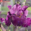 Ирис германский (Iris germanica) Фешенебли Лейт С3 ГлХ/23