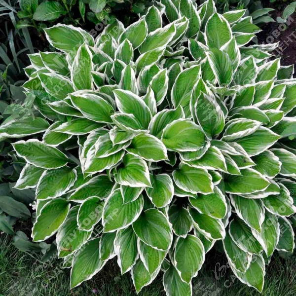 Хоста волнистая "Альбомаргината" на фото