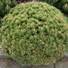Сосна горная (Pinus mugo) Бенджамин 25-30 С5 ГШт/26