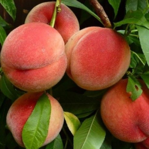 Основное изображение товара