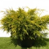 Можжевельник китайский (Juniperus chinensis) Куривао Голд С10 ПД/24