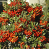 Пираканта (Pyracantha) Файерлайт С3 СП/23