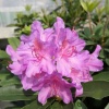 Рододендрон крупноцветковый "Пинк Пурпл Дрим"  на фото