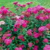 Спирея японская (Spiraea japonica) Энтони Ватерер  С3 СП/24