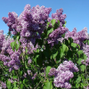 Сирень обыкновенная (Syringa vulgaris) Алексей Маресьев С7,5 РКч/22