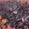 Дерен белый 