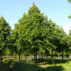 Липа европейская "Паллида" на фото