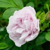 Роза Ругоза (Rosa rugosa) Schneekoppe С5 НАп/25