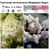 Гортензия метельчатая (Hydrangea paniculata) Меджикал Андес  С2 СП/26