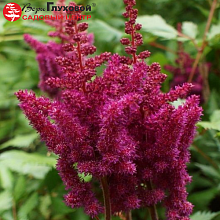 Основное изображение товара