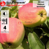 Яблоня Кандиль орловский (зимний сорт) С7,5