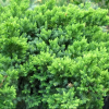 Можжевельник китайский (Juniperus chinensis) Парсонии Бонсай 2 ствола 90/+ С50 ИТМ/25