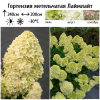 Гортензия метельчатая (Hydrangea paniculata) Лаймлайт  С3 СП/24