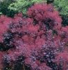 Скумпия кожевенная (Cotinus coggygria) Роял Пурпл 40-60 С3 БАл/26
