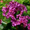 Бадан сердцелистный (Bergenia cordifolia) Ротблюм С3 ГлХ/23