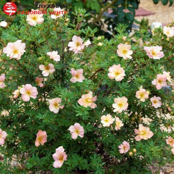 Основное изображение товара