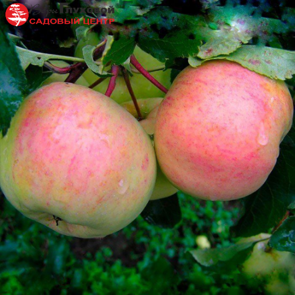 Основное изображение товара