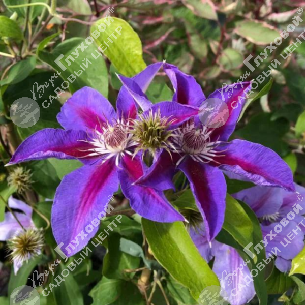 Клематис "Этуаль де Маликорн" на фото