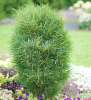 Крушина ломкая (Rhamnus frangula) Фастигиата Рон Уильямс 60-80 С6 ГЕ/26