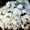 Флокс шиловидный (Phlox subulata) Вайт Делайт С2 СП/26