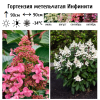 Гортензия метельчатая (Hydrangea paniculata) Инфинити С3 НАп/26