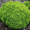 Ель обыкновенная (Picea abies) Литтл Джем 25-30 С3 ГЕ/24