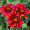 Гайллардия (Gaillardia x grandiflora) Аризона Ред Шадейс С2 РРс/24
