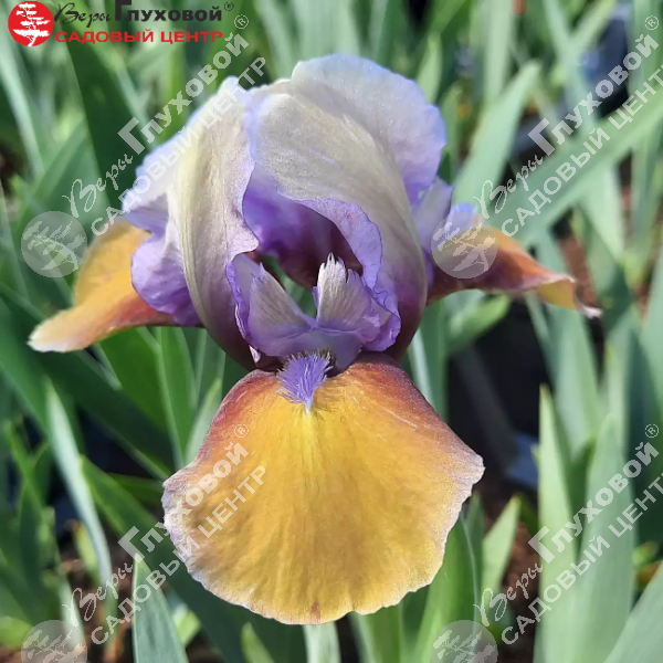 Ирис карликовый "Фокус Покус" на фото