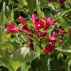 Вейгела цветущая (Weigela florida) Вингс оф Файер 20-40 С3 НВрп/23