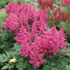 Астильба японская (Astilbe japonica) Кельн С2 ГлХ/26