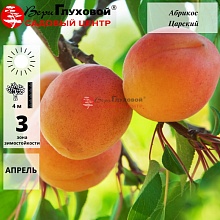 Абрикос Царский (ранний сорт)