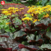 Бузульник зубчатый (Ligularia dentata) Отелло С2-3 РАх/24