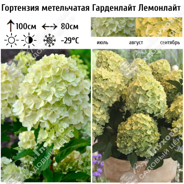 Гортензия метельчатая "Гарденлайт Лемонлайт" на фото